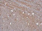 SLC6A1 Antibody in Immunohistochemistry (Paraffin) (IHC (P))