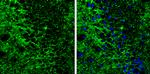 SLC6A1 Antibody in Immunohistochemistry (Frozen) (IHC (F))