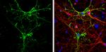 Aquaporin 4 Antibody in Immunocytochemistry (ICC/IF)