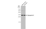 Aquaporin 4 Antibody in Western Blot (WB)