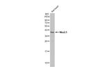 Nkx2.5 Antibody in Western Blot (WB)