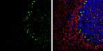 PSD-95 Antibody in Immunohistochemistry (Frozen) (IHC (F))