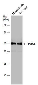 PSD-95 Antibody in Western Blot (WB)