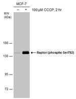 Phospho-Raptor (Ser792) Antibody in Western Blot (WB)