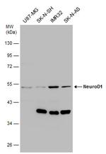 NeuroD1 Antibody in Western Blot (WB)