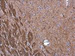 NEFM Antibody in Immunohistochemistry (Paraffin) (IHC (P))