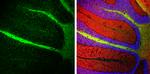 NEFM Antibody in Immunohistochemistry (Frozen) (IHC (F))