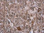 NEFM Antibody in Immunohistochemistry (Paraffin) (IHC (P))