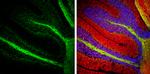 NEFM Antibody in Immunohistochemistry (Frozen) (IHC (F))