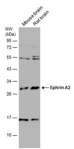 Ephrin A2 Antibody in Western Blot (WB)