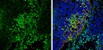 VAMP2 Antibody in Immunohistochemistry (Frozen) (IHC (F))