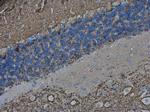 VAMP2 Antibody in Immunohistochemistry (Paraffin) (IHC (P))