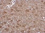 VAChT Antibody in Immunohistochemistry (Paraffin) (IHC (P))