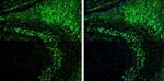 VAChT Antibody in Immunohistochemistry (Frozen) (IHC (F))