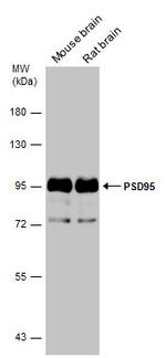 PSD-95 Antibody in Western Blot (WB)