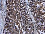 CASK Antibody in Immunohistochemistry (Paraffin) (IHC (P))