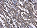 CASK Antibody in Immunohistochemistry (Paraffin) (IHC (P))