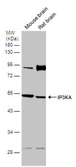 ITPKA Antibody in Western Blot (WB)