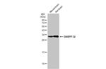 DARPP-32 Antibody in Western Blot (WB)