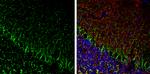 alpha Internexin Antibody in Immunohistochemistry (Frozen) (IHC (F))