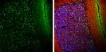 alpha Synuclein Antibody in Immunohistochemistry (Frozen) (IHC (F))