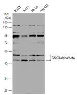 Phospho-GSK3 alpha/beta (Tyr279, Tyr216) Antibody in Western Blot (WB)