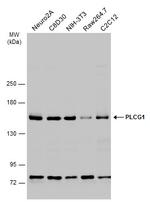 PLCG1 Antibody in Western Blot (WB)