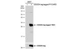 PYCARD Antibody in Western Blot (WB)