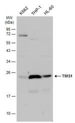 PYCARD Antibody in Western Blot (WB)