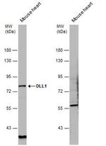 DLL1 Antibody in Western Blot (WB)