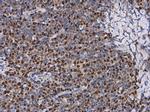 PAX5 Antibody in Immunohistochemistry (Paraffin) (IHC (P))