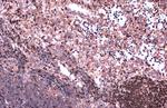 PAX5 Antibody in Immunohistochemistry (Paraffin) (IHC (P))