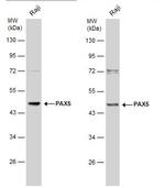 PAX5 Antibody in Western Blot (WB)