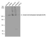 Phospho-Acetyl-CoA Carboxylase (Ser79) Antibody in Western Blot (WB)