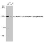 Phospho-Acetyl-CoA Carboxylase (Ser79) Antibody in Western Blot (WB)