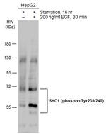 Phospho-SHC (Tyr239, Tyr240) Antibody in Western Blot (WB)