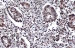 53BP1 Antibody in Immunohistochemistry (Paraffin) (IHC (P))