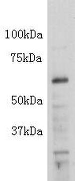 Placental Alkaline Phosphatase Antibody in Western Blot (WB)