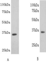 LDHB Antibody in Western Blot (WB)
