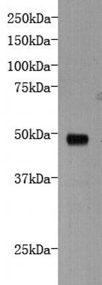 DCHS1 Antibody in Western Blot (WB)