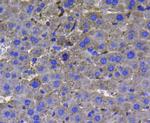 LDHA Antibody in Immunohistochemistry (Paraffin) (IHC (P))