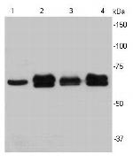 Lamin B2 Antibody in Western Blot (WB)