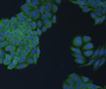 N-cadherin Antibody in Immunocytochemistry (ICC/IF)