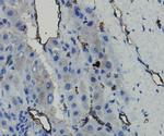 CD34 Antibody in Immunohistochemistry (Paraffin) (IHC (P))