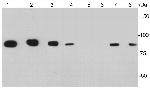 CD34 Antibody in Western Blot (WB)