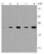 Bax Antibody in Western Blot (WB)