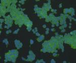 Alpha-Smooth Muscle Actin Antibody in Immunocytochemistry (ICC/IF)