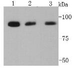 LGR5 Antibody in Western Blot (WB)