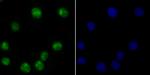 USP36 Antibody in Immunocytochemistry (ICC/IF)