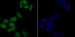 USP36 Antibody in Immunocytochemistry (ICC/IF)